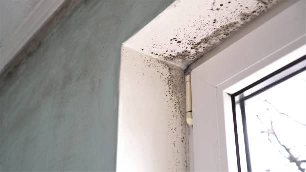 Best Real Estate Mold Inspection  in Big Bass Lake, PA