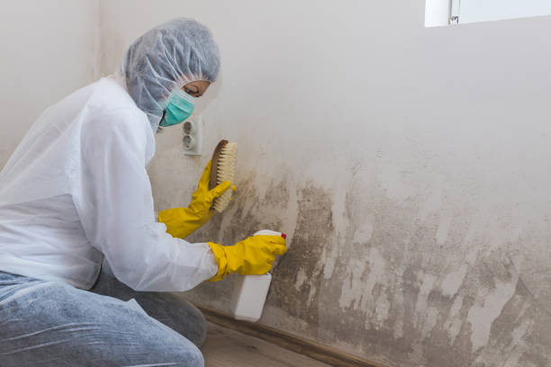 Professional Mold Removal in Big Bass Lake, PA