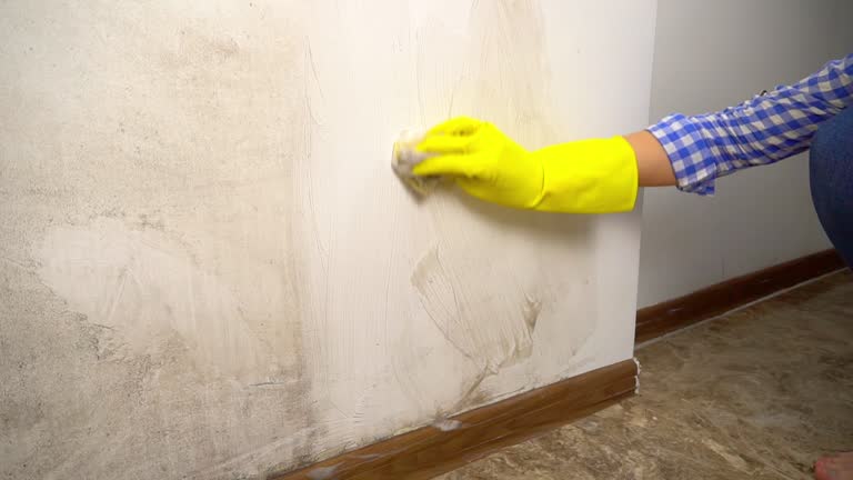 Best Mold Documentation for Insurance Claims  in Big Bass Lake, PA